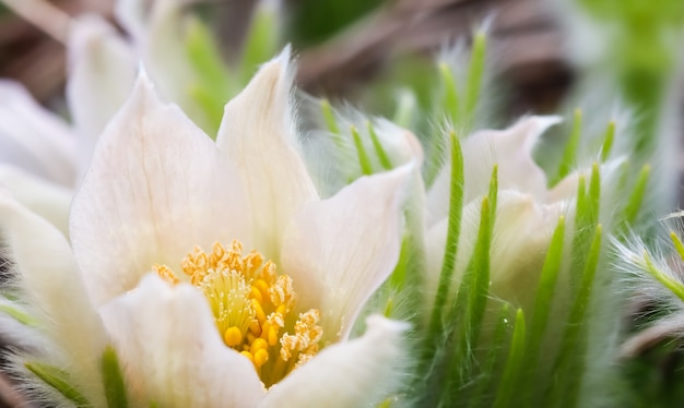 Apertura de hermosas flores blancas sedosas pulsatilla alpina en el jardín de primavera