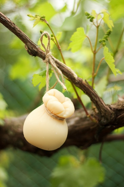 Apetitoso queijo scamorza italiano amarrado ao galho da videira