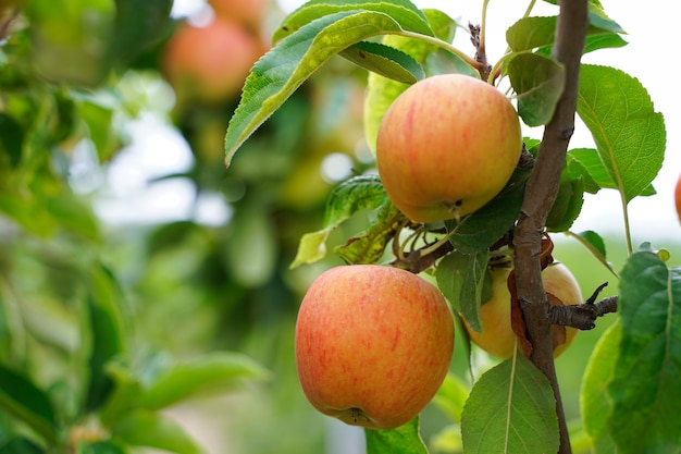 Apfel am Baum.