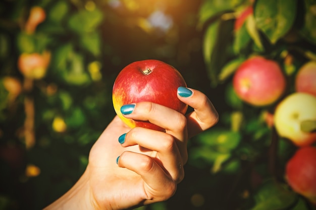 Apfel in Frauenhänden