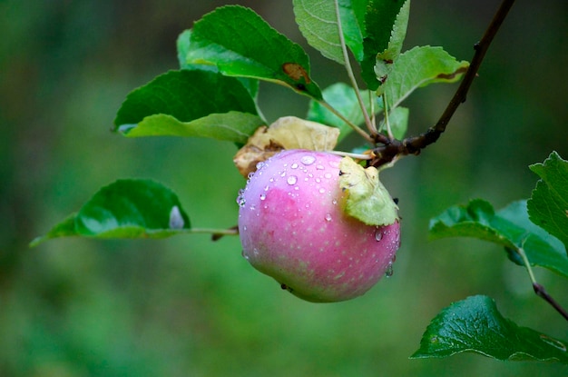 Apfel wächst im Garten im Regen