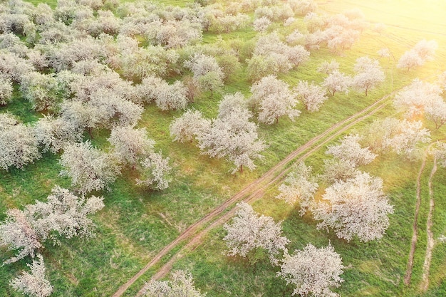 Apfelbäume blühen Garten Draufsicht Drohne