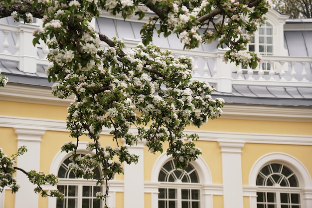 Apfelbäume Blumen Frühlingsblüte Blütenbaum über Naturhintergrund