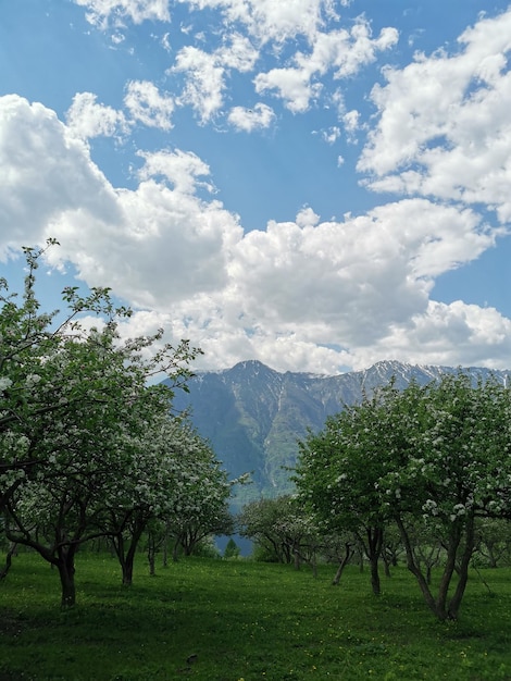 Apfelbäume eine Reihe von Apfelbäumen mit reifenden Äpfeln