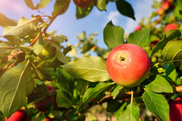 Apfelbäume im Garten mit reifen roten Äpfeln bereit zur Ernte