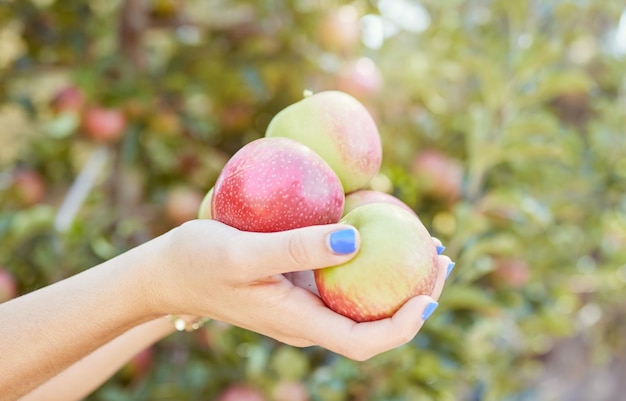 Apfelbauer, der frisch von einem Obstgarten gepflückte Äpfel hält Zeigt reife Früchte für die Ernteproduktion die Import- und Exportindustrie Gesunde saisonale Bio-Produkte für Ernährung und Vitamine