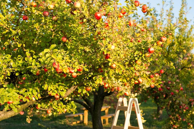 Apfelbaum an einem sonnigen Tag. Obstbaumgarten. Reife Äpfel wachsen am Baum. Obstbaumproduktion. Apfelgarten oder Obstgarten. Apfelanbau und Landwirtschaft. Erntezeit. Erntezeit. Fruchternte.