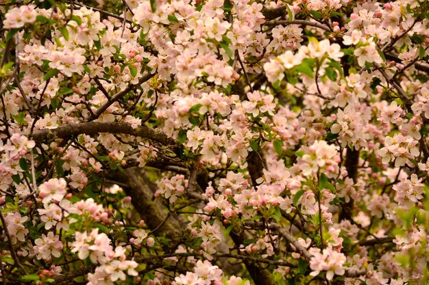 Apfelbaum  Apfelbäume in Blüte