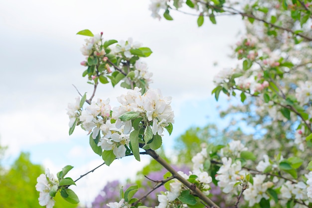 Apfelbaum blühender Zweig