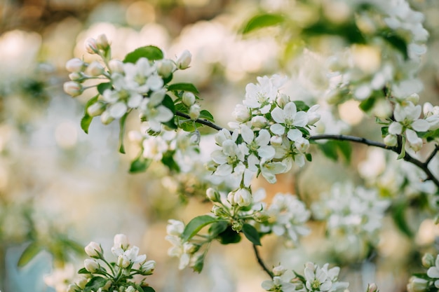 Apfelbaum blüht im Frühling