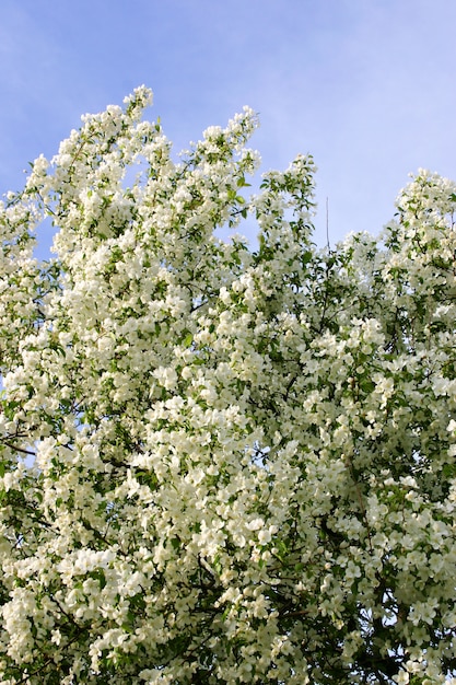 Apfelbaum Blüte