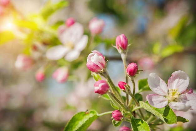 Apfelbaum Blüte