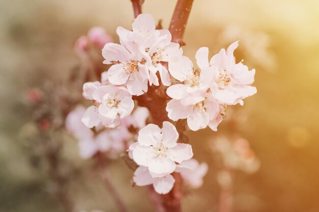 Apfelbaum Blumen und Blütenblätter in sanften weißen rosa Pastellfarben in voller Blüte auf Ast im Gartengehöft im ländlichen Dorf Gartenbau Gehöft Frühling Authentizität Landschaft Flare