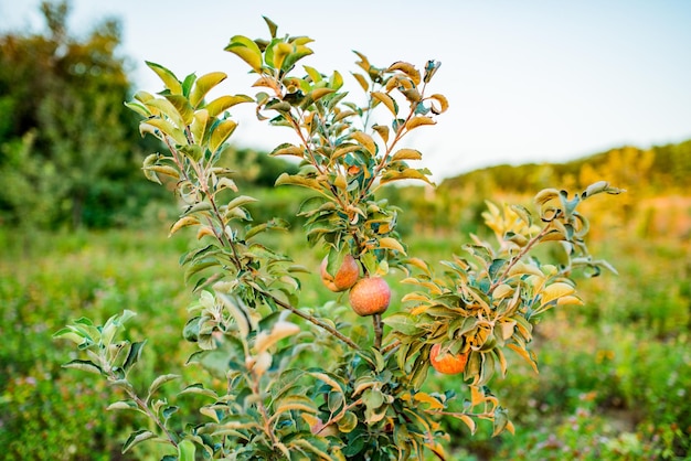 Apfelbaum erste Ernte