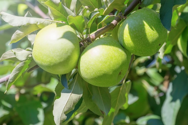 Apfelbaum, grüne Äpfel am Baum