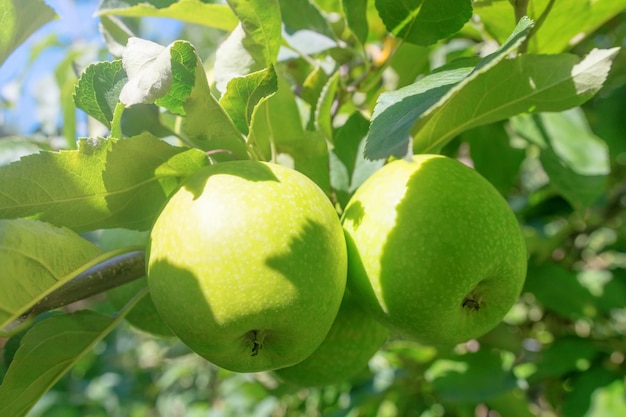 Apfelbaum Grüne Äpfel auf dem Baum