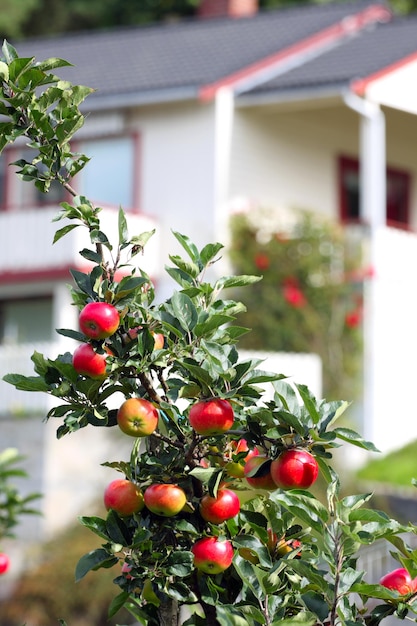 Apfelbaum im Vordergrund und Haus in der Ferne, Norwegen