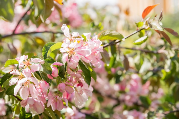 Apfelbaum in voller Blüte floral backgroundPink Blumen blühender Apfelbaum Saisonale Blüte Blühender Baum im Frühling frische rosa Blumen auf dem Ast des Obstbaums