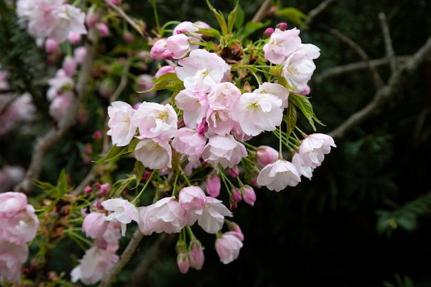 Apfelbaum in voller Blüte. Rosa Blumenhintergrund, Sommer