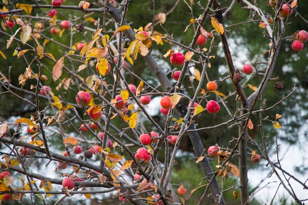 Apfelbaum mit Apfelherbstfrucht