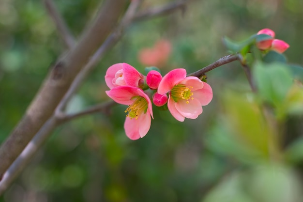 Apfelbaum mit blühenden roten Blüten