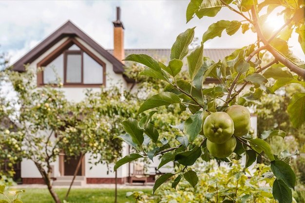 Apfelbaum mit Äpfeln vor dem Haus Apples Garden von Country House Harvest Fruit Orchard