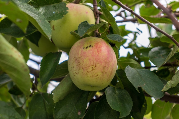 Apfelbaum mit Äpfeln