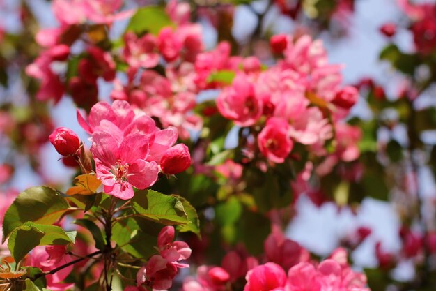 Apfelbaum mit roten Blüten im Frühlingsgarten schöne rote Blüten von Malus purpurea Ziermalu