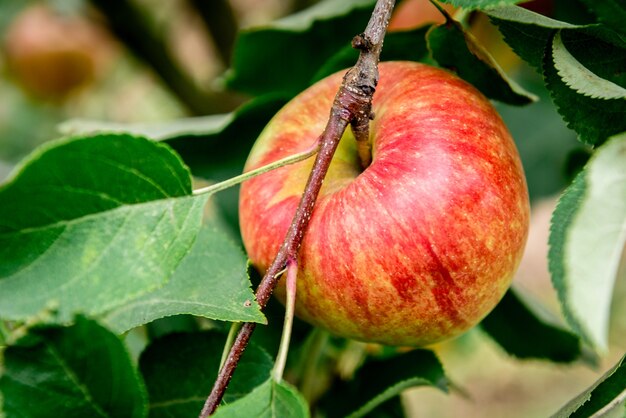 Apfelbaum mit roten Äpfeln.