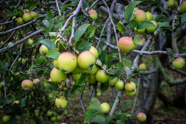 Apfelbaum mit roten Äpfeln