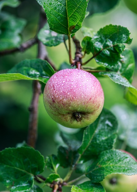 Apfelbaum. Äpfel am Baum