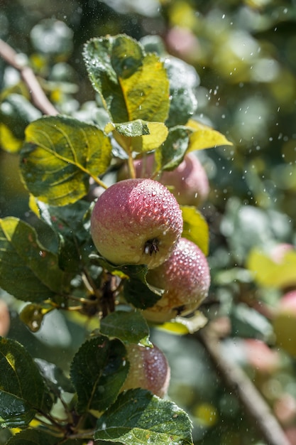 Apfelbaum. Äpfel am Baum