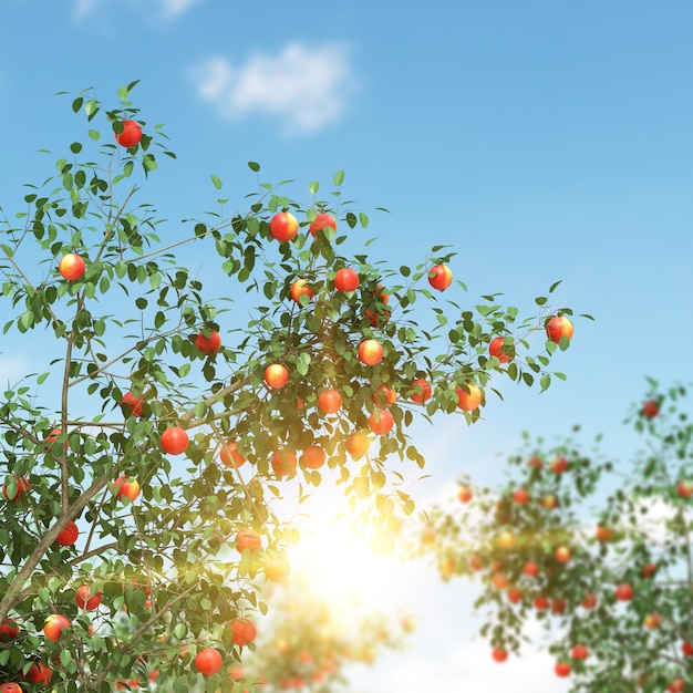 Apfelbaum voller Früchte