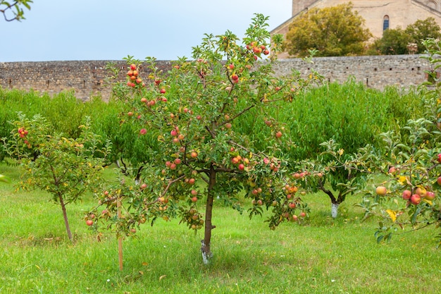 Apfelbaum vor der Ernte, landwirtschaftliche Fläche. Alaverdi, Kachetien