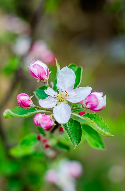 Apfelbaumblüten auf einem Zweig im Frühjahr