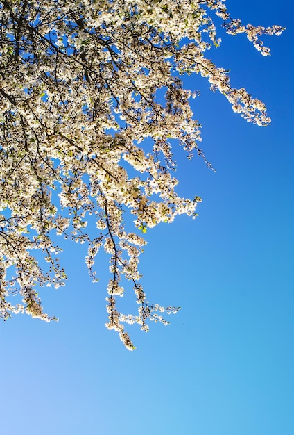 Apfelbaumblüten mit weißen Blüten auf blauem Himmelshintergrund. Details der Frühlingsnatur.