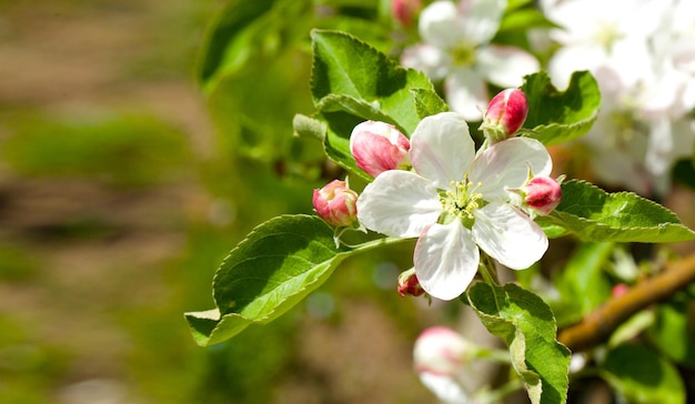 Apfelbaumblüten. Nahaufnahme. Freier Platz für einen Text