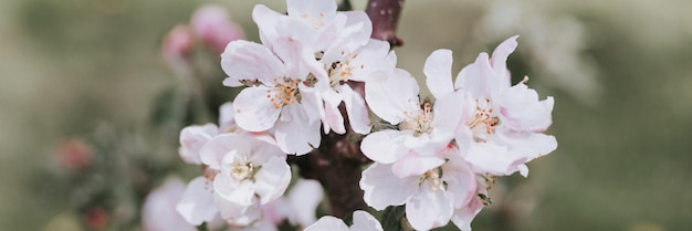 Apfelbaumblüten und Blütenblätter in zartweißer, rosafarbener Pastellfarbe in voller Blüte auf Ast im Gartengehöft im ländlichen Dorf Gartenbau Gehöft Frühling Authentizität Landschaftsbanner