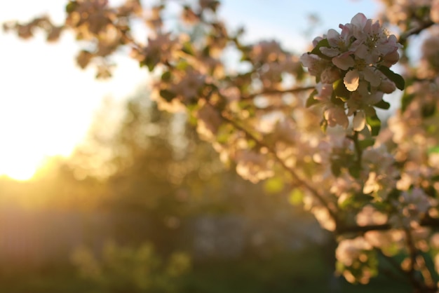 Apfelbaumblume bei Sonnenuntergang