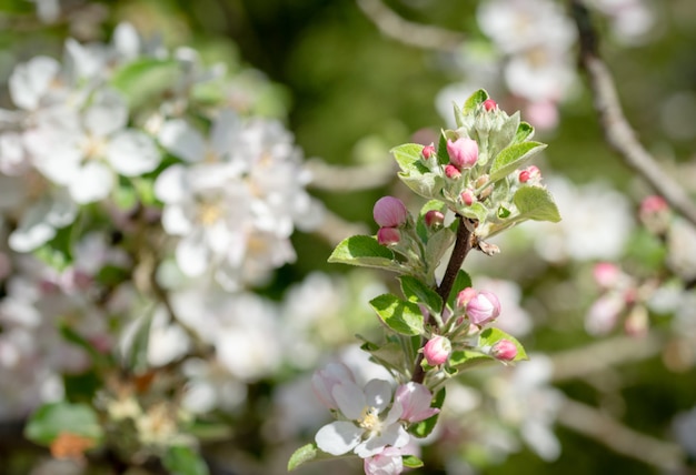 Apfelbaumblume, die zur Frühlingszeit, natürlicher Hintergrund der sonnigen mit Blumenweinlese blüht