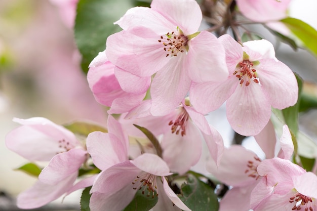 Apfelbaumzweig bedeckt mit zarten Blumen im Frühjahr