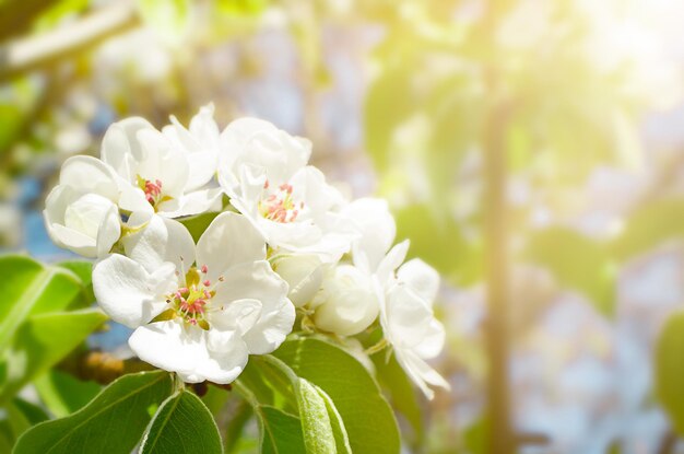 Apfelbaumzweig mit Blütenblumen mit Kopienraum