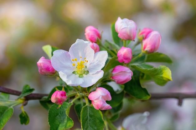 Apfelbaumzweig mit Blumen und Knospen im Frühlingsgarten