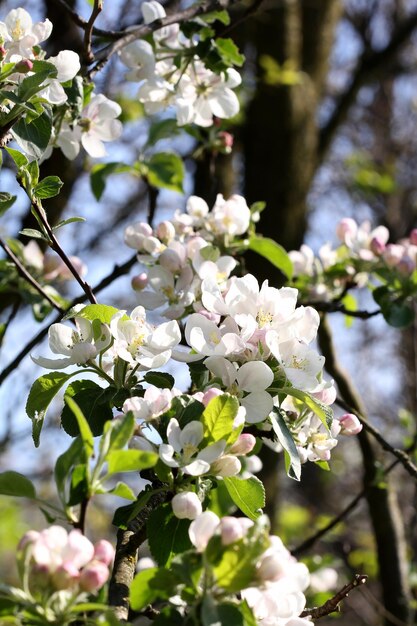 Apfelbaumzweig mit Frühlingsblumen