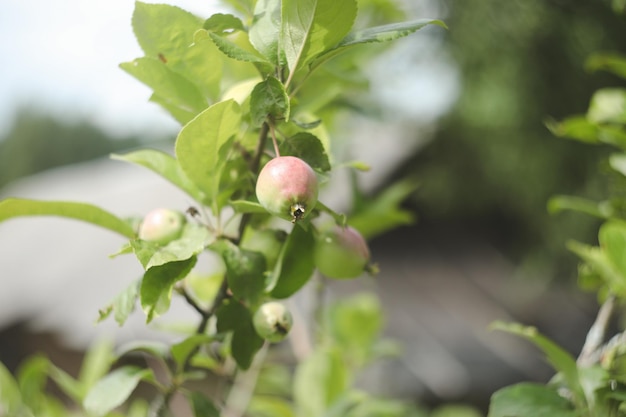 Apfelbaumzweig mit reifenden grünen Äpfeln unter hellem Sonnenlicht Sommerernte im Garten Bio-Gartenbau und Landwirtschaft