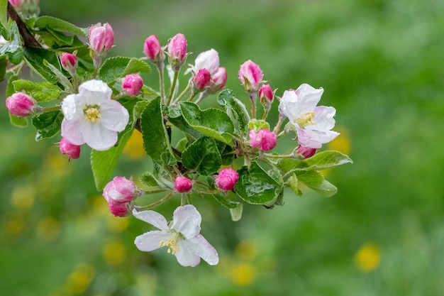 Apfelbaumzweig mit rosa Blüten und Knospen. Regentropfen auf Apfelblüten