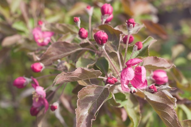 Apfelbaumzweig mit rosa Blüten