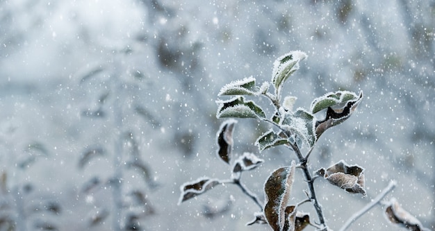 Apfelbaumzweig mit trockenen Blättern im Garten im Winter bei Schneefall