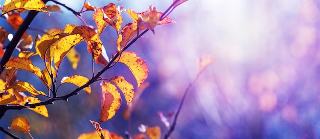 Apfelbaumzweig mit trockenen Herbstblättern bei sonnigem Wetter vor blauem und violettem Hintergrund