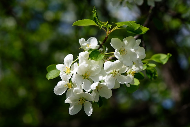 Apfelbaumzweig mit weißen Blüten